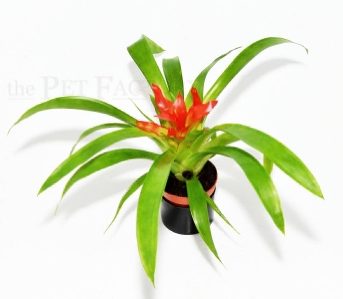 Guzmania spec. TEMPO